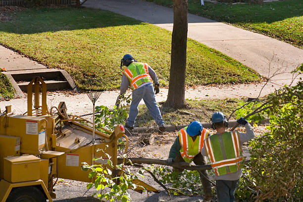 Tree Health Inspection in Haysville, KS